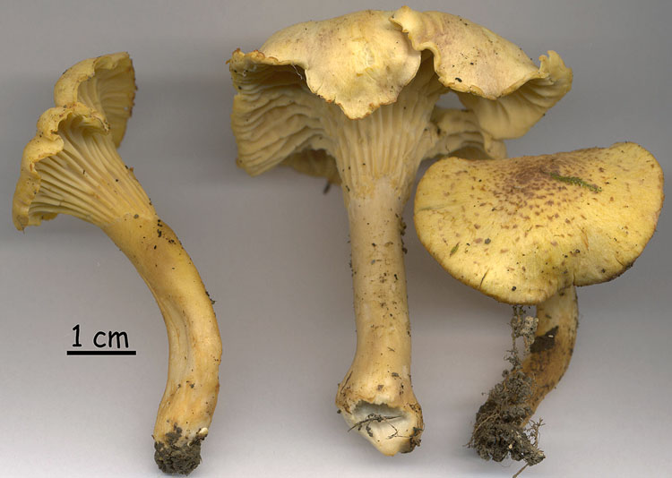 Cantharellus amethysteus